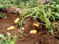 Картофель - подготовка клубней к посадке