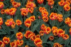Оптимальные приемы выращивания тюльпанов