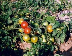 Температурный режим и световой день для томатов