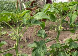 Почва и удобрения для томатов