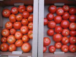 Уборка, дозаривание и хранение плодов томатов