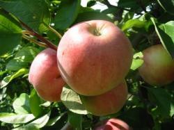 Сбор урожая яблок в сентябре