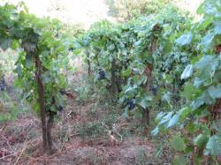 Посадка винограда и уход за насаждениями