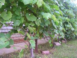 Формирование и обрезка виноградных кустов