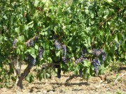 Обработка почвы и внесение удобрений на винограднике