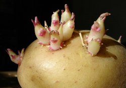 Ускоренное размножение картофеля