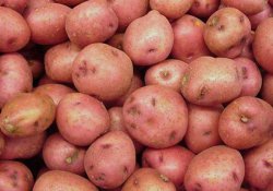 Выращивание позднего картофеля