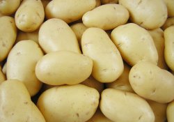 Продуктивные сорта картофеля