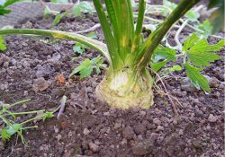 Особенности выращивания  сельдерея и его сорта