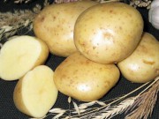 Какие они новые сорта картофеля?