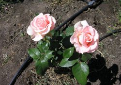 7 секретов полива роз