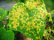 Вирусные и микоплазменные болезни растений