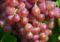 Сорт винограда раннего срока созревания Шасла северная
