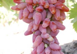 Оригинал - сорт винограда средне-позднего срока созревания