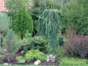 Садовые композиции декоративно-лиственных растений