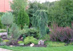 Садовые композиции декоративно-лиственных растений
