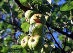 Вредители и болезни яблони