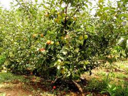Выращивание яблони на карликовых подвоях