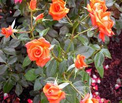 Бенгальские розы