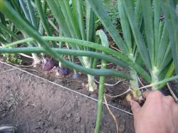 Выращивание лука-репки  рассадой