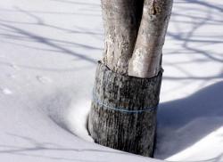 Лечение поврежденных зимой деревьев