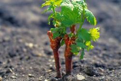 Выращивание саженцев винограда из отводков
