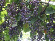 Уход за виноградником