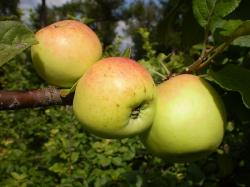 Сорта яблонь-полукультурок