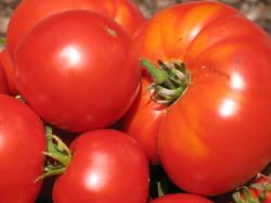 Как получить свои семена томатов