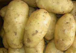 Лекарственное применение картофеля