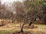 Особенности выращивания вишни