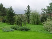 Декоративные деревья и кустарники  на садовом участке