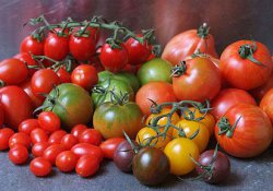 Сорта разноцветных томатов