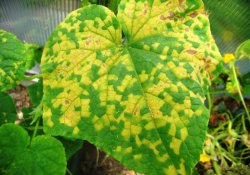 Вирусные и микоплазменные болезни растений