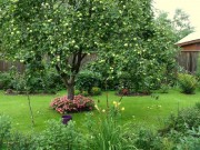 Как правильно разместить плодовые деревья на садовом участке?