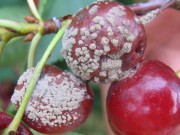 Защита сливы и вишни от болезней и вредителей