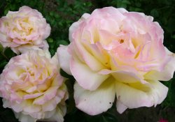 Чайно-гибридные розы
