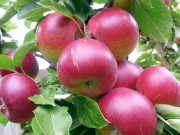 Периодичность плодоношения у яблони и груши